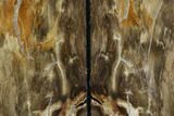 Petrified Wood Bookends - Oregon #125076-2